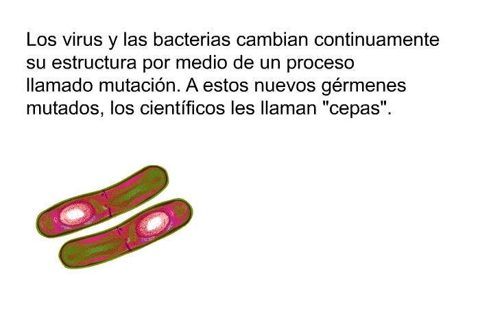 Los virus y las bacterias cambian continuamente su estructura por medio de un proceso llamado mutacin. A estos nuevos grmenes mutados, los cientficos les llaman “cepas”.