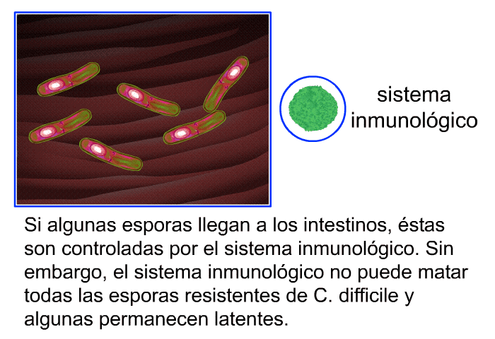 Si algunas esporas llegan a los intestinos, stas son controladas por el sistema inmunolgico. Sin embargo, el sistema inmunolgico no puede matar todas las esporas resistentes de C. difficile y algunas permanecen latentes.