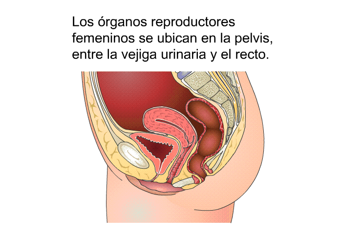 Los rganos reproductores femeninos se ubican en la pelvis, entre la vejiga urinaria y el recto.