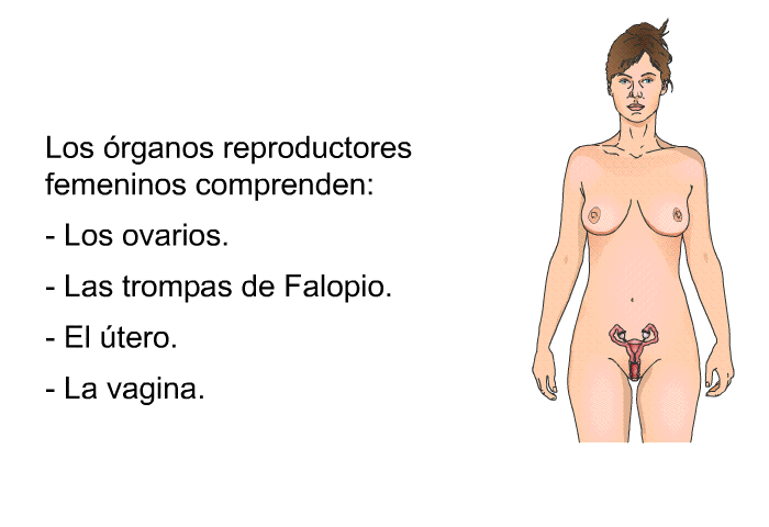 Los rganos reproductores femeninos comprenden:  Los ovarios. Las trompas de Falopio. El tero. La vagina.