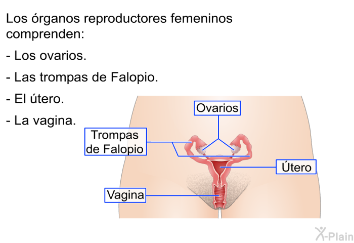Los �rganos reproductores femeninos comprenden:  Los ovarios. Las trompas de Falopio. El �tero. La vagina.
