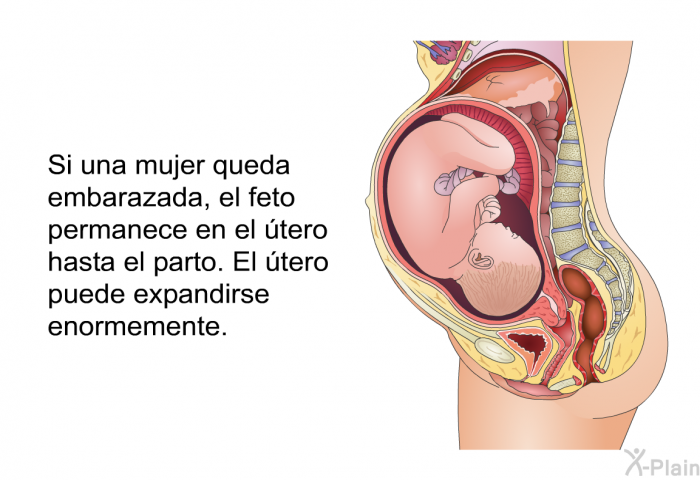 Si una mujer queda embarazada, el feto permanece en el tero hasta el parto. El tero puede expandirse enormemente.