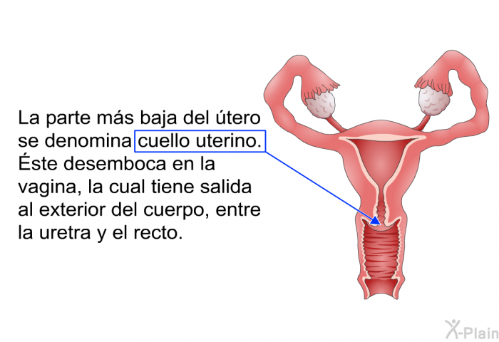 La parte ms baja del tero se denomina cuello uterino. Éste desemboca en la vagina, la cual tiene salida al exterior del cuerpo, entre la uretra y el recto.