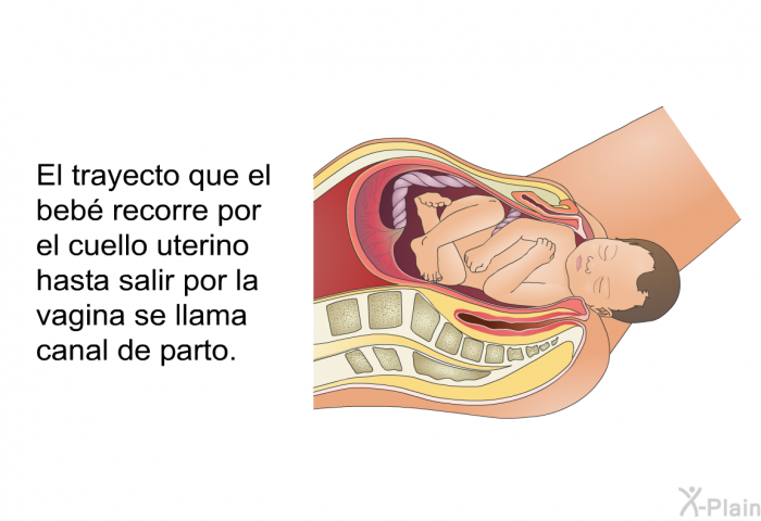 El trayecto que el beb recorre por el cuello uterino hasta salir por la vagina se llama canal de parto.