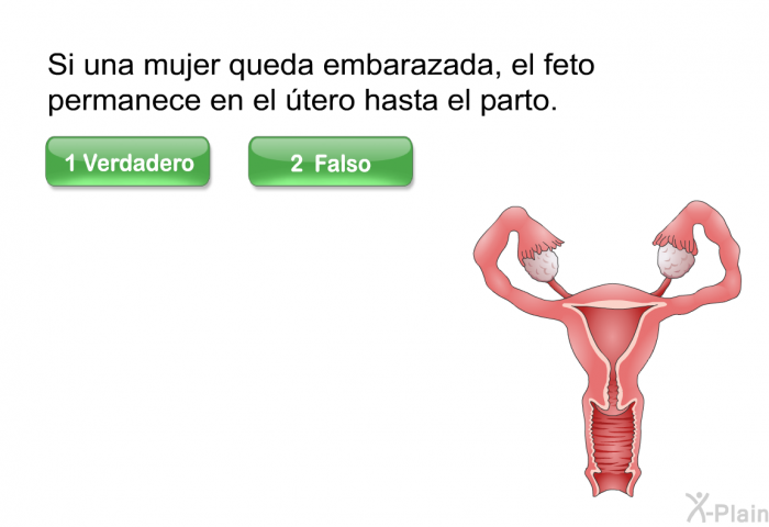 Si una mujer queda embarazada, el feto permanece en el tero hasta el parto.