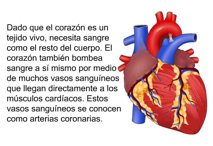 Dado que el corazn es un tejido vivo, necesita sangre como el resto del cuerpo. El corazn tambin bombea sangre a s mismo por medio de muchos vasos sanguneos que llegan directamente a los msculos cardacos. Estos vasos sanguneos se conocen como arterias coronarias.