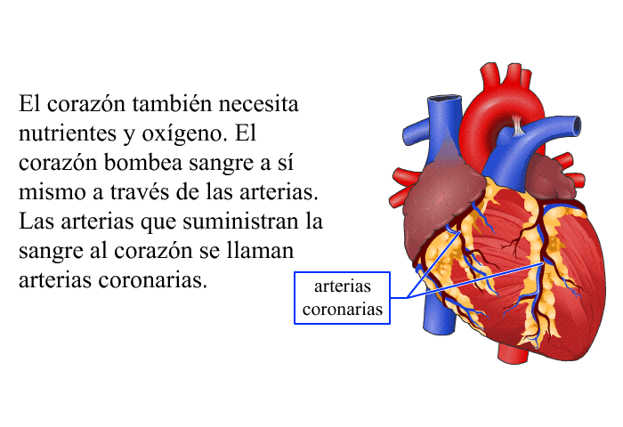 El corazn tambin necesita nutrientes y oxgeno. El corazn bombea sangre a s mismo a travs de las arterias. Las arterias que suministran la sangre al corazn se llaman <I>arterias coronarias</I>.