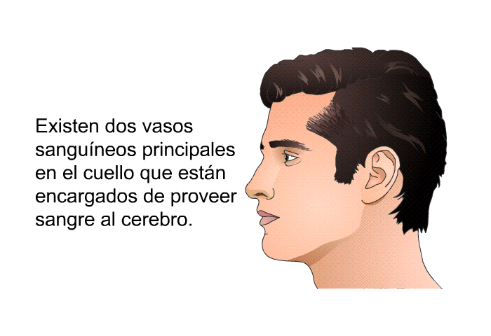 Existen dos vasos sanguneos principales en el cuello que estn encargados de proveer sangre al cerebro.