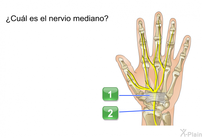 ¿Cul es el nervio mediano?