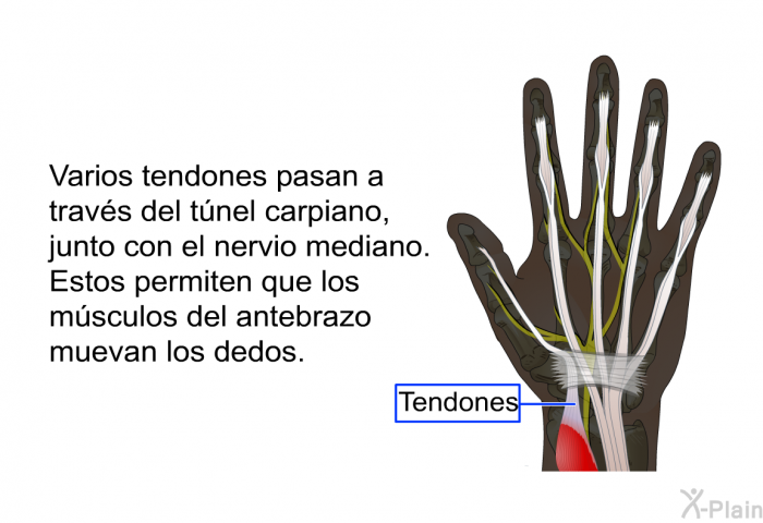 Varios tendones pasan a travs del tnel carpiano, junto con el nervio mediano. Estos permiten que los msculos del antebrazo muevan los dedos.