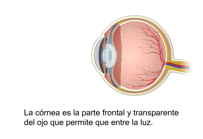 La crnea es la parte frontal y transparente del ojo que permite que entre la luz.