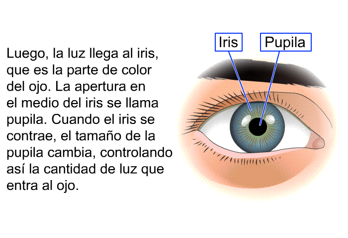 Luego, la luz llega al iris, que es la parte de color del ojo. La apertura en el medio del iris se llama pupila. Cuando el iris se contrae, el tamao de la pupila cambia, controlando as la cantidad de luz que entra al ojo.