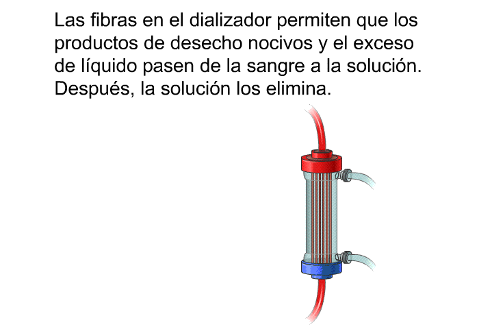 Las fibras en el dializador permiten que los productos de desecho nocivos y el exceso de lquido pasen de la sangre a la solucin. Despus, la solucin los elimina.