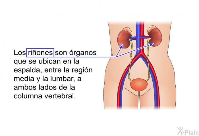 Los riones son rganos que se ubican en la espalda, entre la regin media y la lumbar, a ambos lados de la columna vertebral.