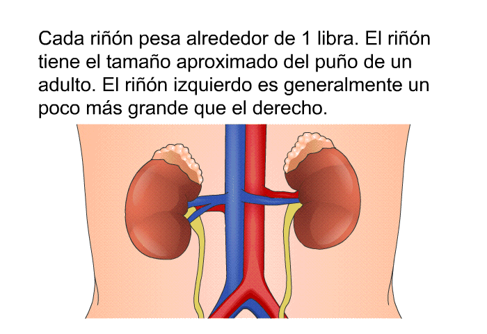 Cada rin pesa alrededor de 1 libra. El rin tiene el tamao aproximado del puo de un adulto. El rin izquierdo es generalmente un poco ms grande que el derecho.