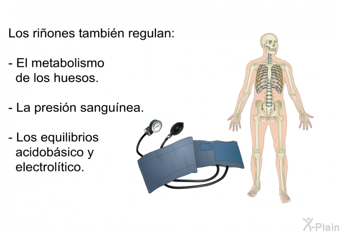 Los riones tambin regulan:  El metabolismo de los huesos. La presin sangunea. Los equilibrios acidobsico y electroltico.
