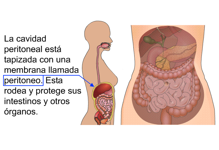 La cavidad peritoneal est tapizada con una membrana llamada peritoneo. Esta rodea y protege sus intestinos y otros rganos.