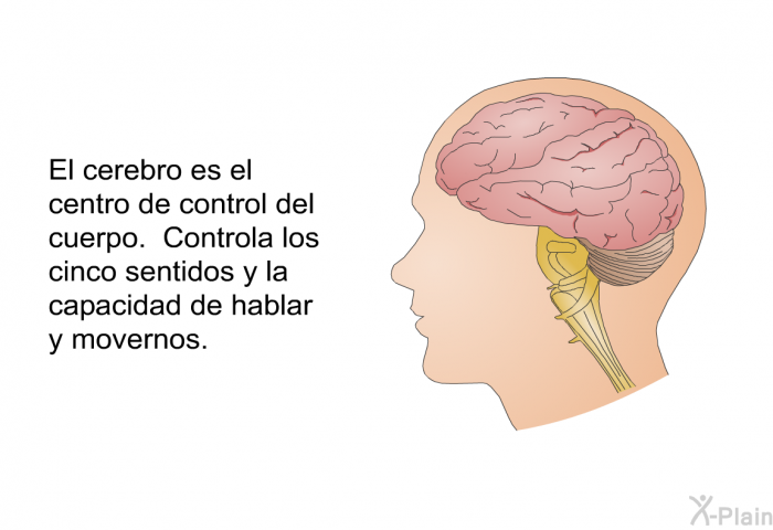 El cerebro es el centro de control del cuerpo. Controla los cinco sentidos y la capacidad de hablar y movernos.