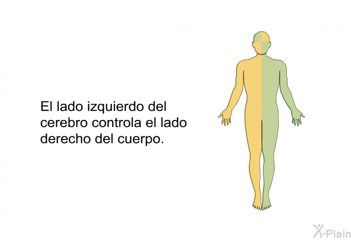 El lado izquierdo del cerebro controla el lado derecho del cuerpo.
