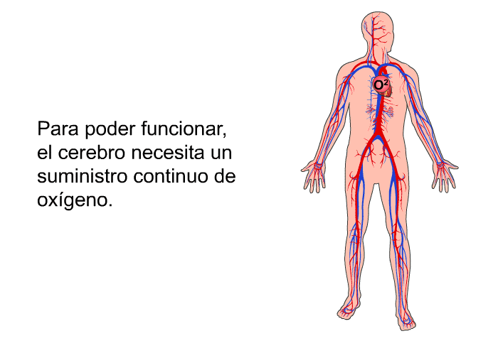 Para poder funcionar, el cerebro necesita un suministro continuo de oxgeno.