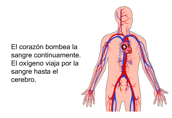 El corazn bombea la sangre continuamente. El oxgeno viaja por la sangre hasta el cerebro.