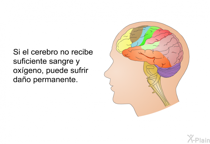 Si el cerebro no recibe suficiente sangre y oxgeno, puede sufrir dao permanente.