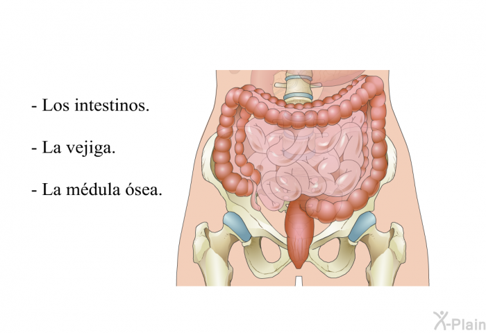 Los intestinos. La vejiga. La mdula sea.