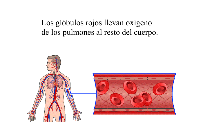 Los glbulos rojos llevan oxgeno de los pulmones al resto del cuerpo.