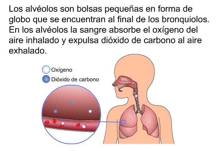 Los alvolos son bolsas pequeas en forma de globo que se encuentran al final de los bronquiolos. En los alvolos la sangre absorbe el oxgeno del aire inhalado y expulsa dixido de carbono al aire exhalado.