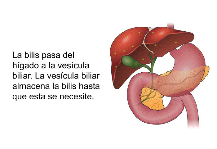 La bilis pasa del hgado a la vescula biliar. La vescula biliar almacena la bilis hasta que esta se necesite.