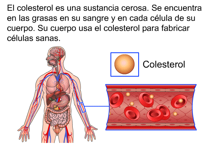 El colesterol es una sustancia cerosa. Se encuentra en las grasas en su sangre y en cada clula de su cuerpo. Su cuerpo usa el colesterol para fabricar clulas sanas.