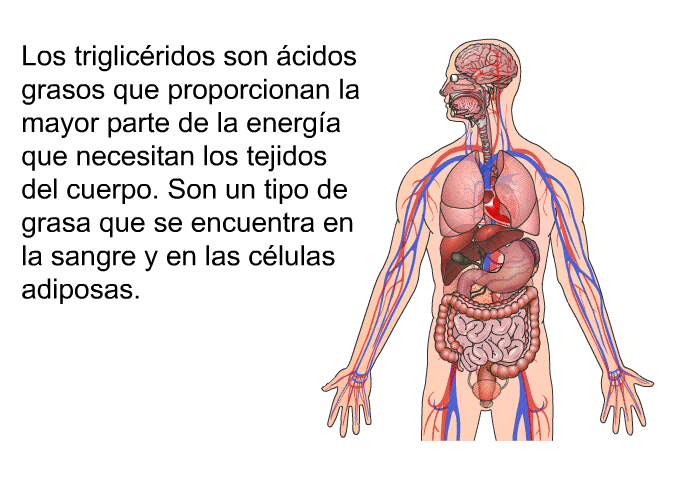 Los triglicridos son cidos grasos que proporcionan la mayor parte de la energa que necesitan los tejidos del cuerpo. Son un tipo de grasa que se encuentra en la sangre y en las clulas adiposas.
