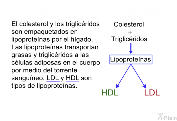 El colesterol y los triglicridos son empaquetados en lipoprotenas por el hgado. Las lipoprotenas transportan grasas y triglicridos a las clulas adiposas en el cuerpo por medio del torrente sanguneo. LDL y HDL son tipos de lipoprotenas.