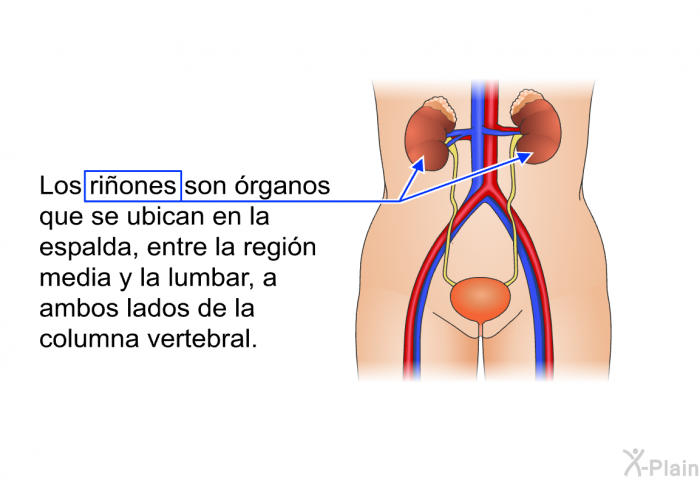 Los riones son rganos que se ubican en la espalda, entre la regin media y la lumbar, a ambos lados de la columna vertebral.