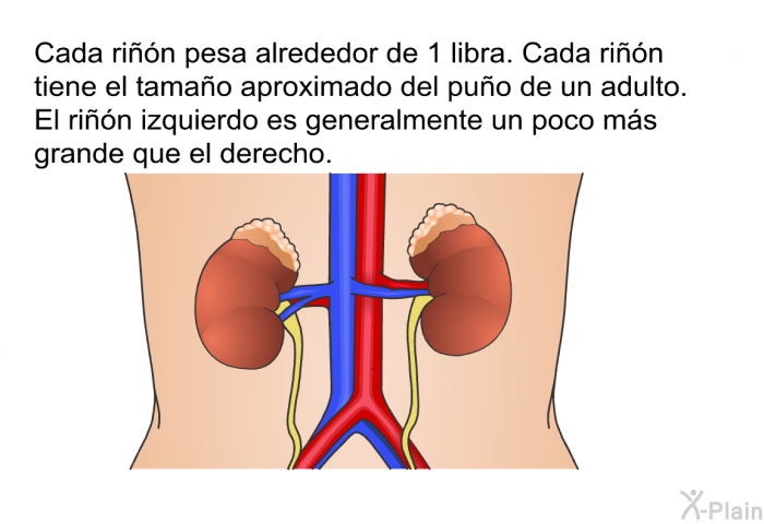 Cada rin pesa alrededor de 1 libra. Cada rin tiene el tamao aproximado del puo de un adulto. El rin izquierdo es generalmente un poco ms grande que el derecho.