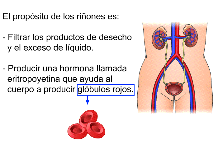 El propsito de los riones es:  Filtrar los productos de desecho y el exceso de lquido. Producir una hormona llamada eritropoyetina que ayuda al cuerpo a producir glbulos rojos.