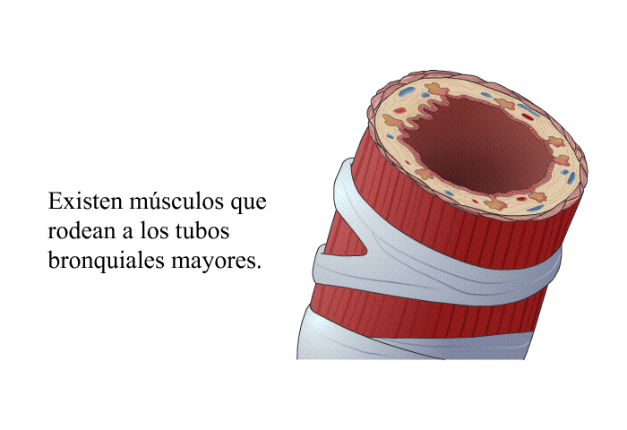 Existen msculos que rodean a los tubos bronquiales mayores.