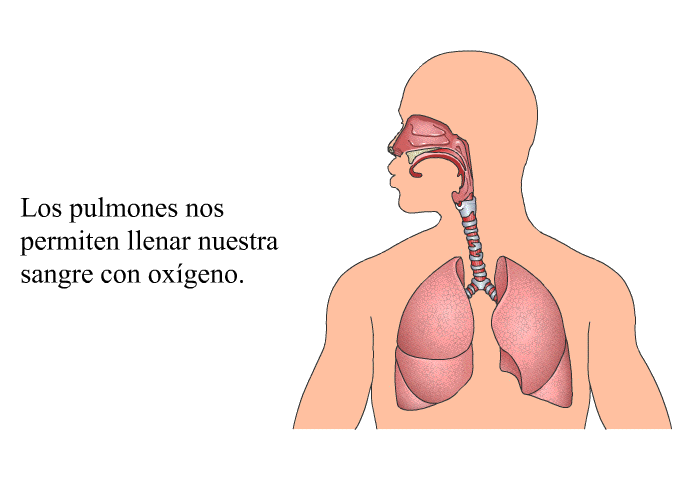 Los pulmones nos permiten llenar nuestra sangre con oxgeno.