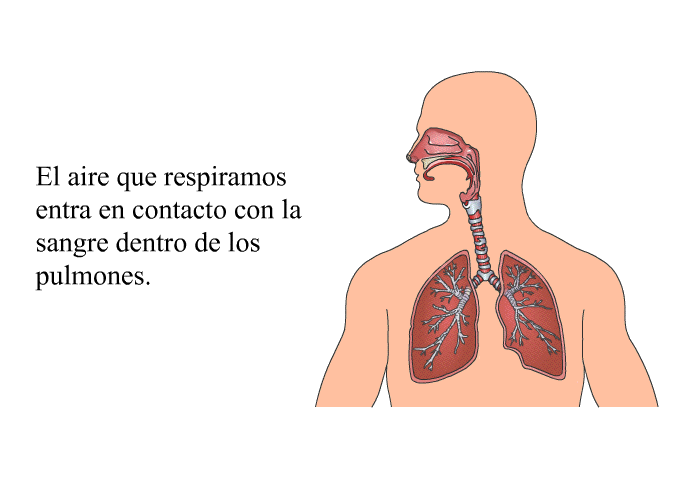 El aire que respiramos entra en contacto con la sangre dentro de los pulmones.