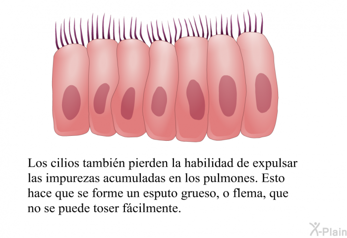 Los cilios tambin pierden la habilidad de expulsar las impurezas acumuladas en los pulmones. Esto hace que se forme un esputo grueso, o flema, que no se puede toser fcilmente.