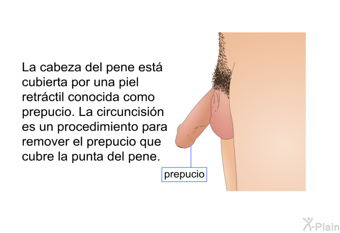 La cabeza del pene est cubierta por una piel retrctil conocida como prepucio. La circuncisin es un procedimiento para remover el prepucio que cubre la punta del pene.