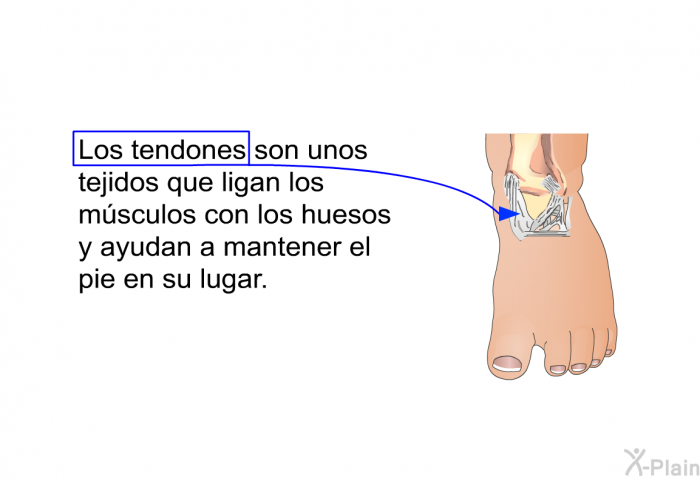 Los tendones son unos tejidos que ligan los msculos con los huesos y ayudan a mantener el pie en su lugar.