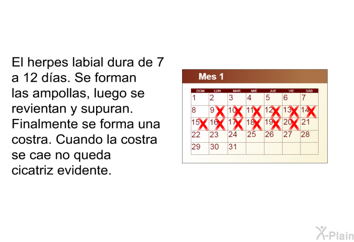 El herpes labial dura de 7 a 12 das. Se forman las ampollas, luego se revientan y supuran. Finalmente se forma una costra. Cuando la costra se cae no queda cicatriz evidente.