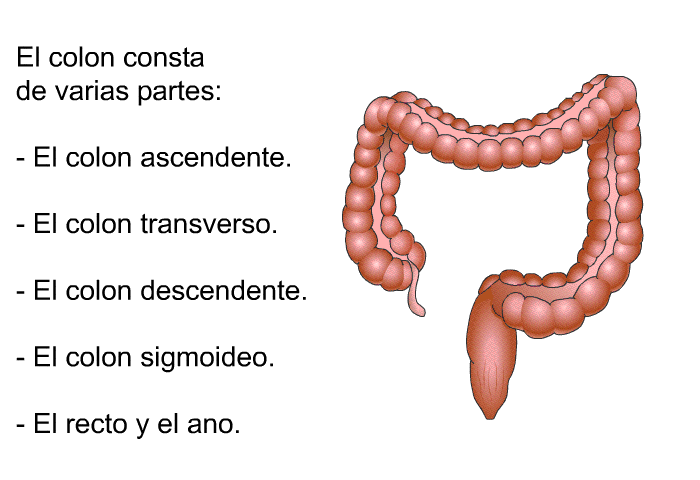 El colon consta de varias partes:  El colon ascendente. El colon transverso. El colon descendente. El colon sigmoideo. El recto y el ano.