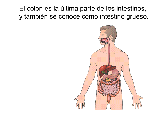 El colon es la ltima parte de los intestinos, y tambin se conoce como intestino grueso.