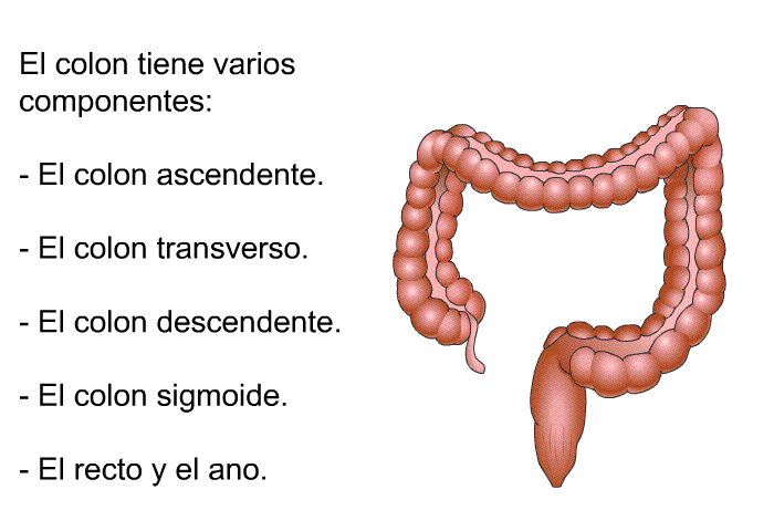 El colon tiene varios componentes:  El colon ascendente. El colon transverso. El colon descendente. El colon sigmoide. El recto y el ano.