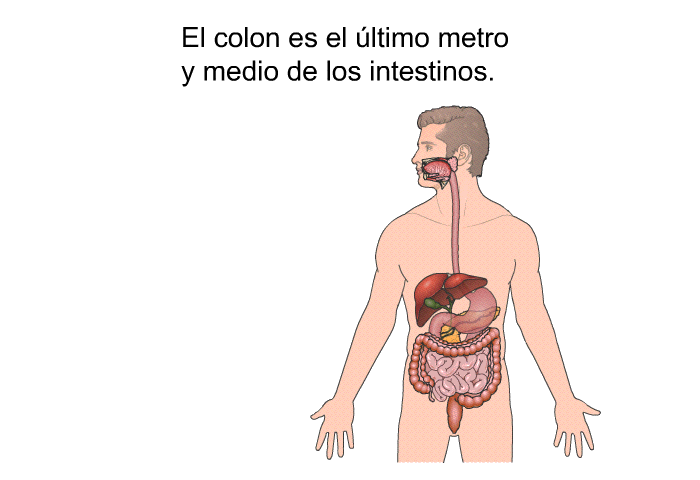 El colon es el ltimo metro y medio<B> </B>de los intestinos.