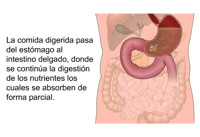 La comida digerida pasa del estmago al intestino delgado, donde se contina la digestin de los nutrientes los cuales se absorben de forma parcial.