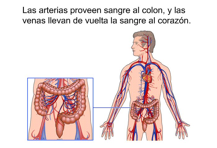 Las arterias proveen sangre al colon, y las venas llevan de vuelta la sangre al corazn.