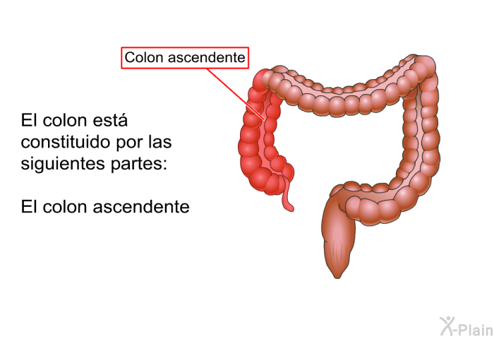 El colon est constituido por las siguientes partes:  El colon ascendente